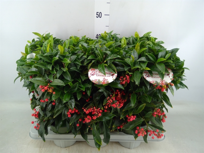 <h4>Ardisia crenata 'Bos Premium'</h4>