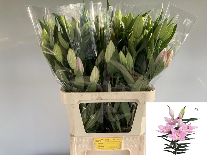 <h4>LI OR COMPANION</h4>