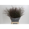 Panicum Virgatum Warrior