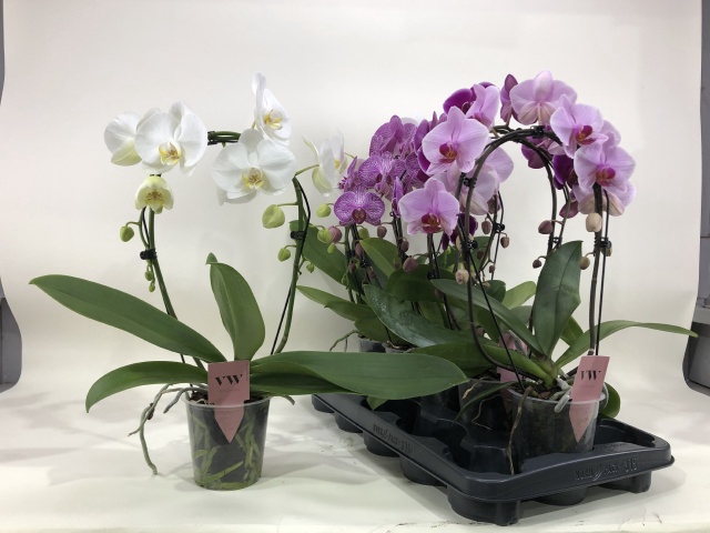 PHAL GEM