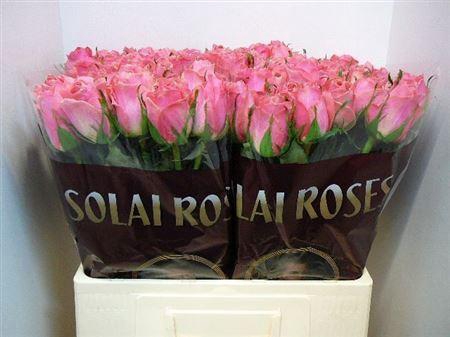 <h4>R Gr Ace Pink+</h4>