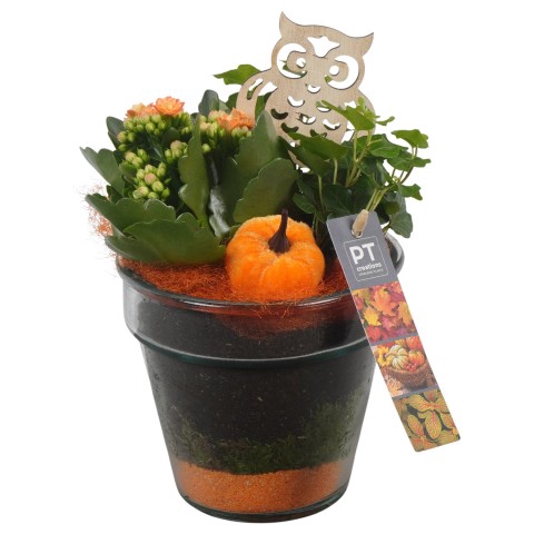 <h4>PTHG3307 Arrangementen kamerplanten</h4>