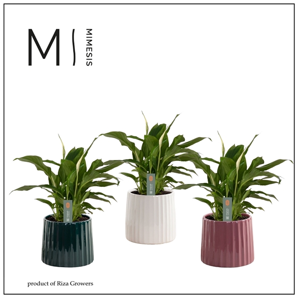 <h4>Mimesis Spathiphyllum Chopin - 9 cm in Sophia - Luxury World</h4>