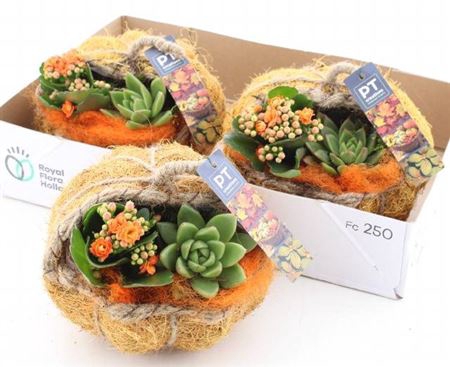 arr8 Arr Kamerpl In Kokosdraad Pumpkin