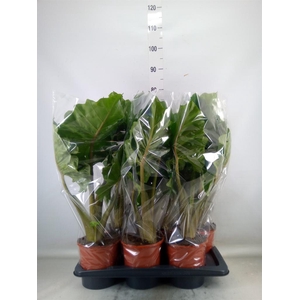 Alocasia  'Low Rider'