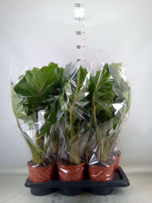 <h4>Alocasia  'Low Rider'</h4>