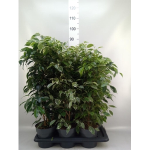 Ficus benja.   ...mix