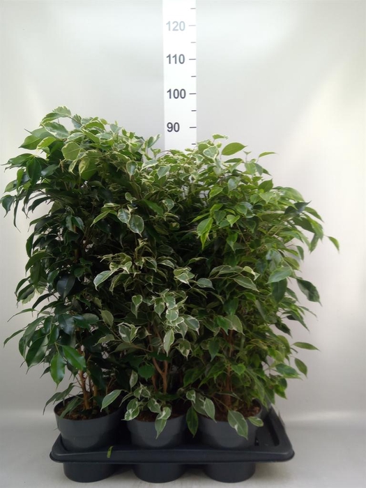 <h4>Ficus benja.   ...mix</h4>
