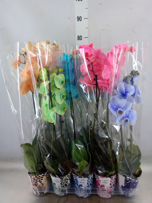<h4>Phalaenopsis   ...</h4>