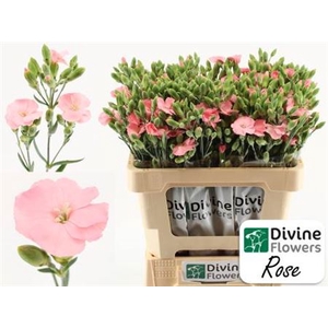 Di Te Solomio Rose