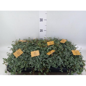 Pilea glaucophylla 'Greyzy'