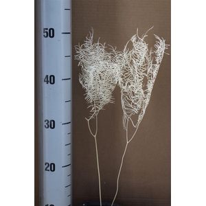 Japan Deco Sea Star Fern White 2 Pcs