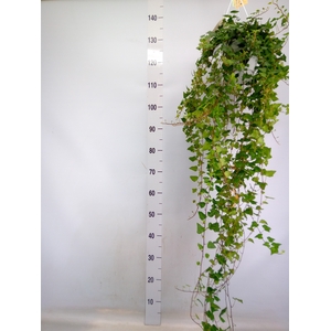 Hedera helix 'Anna'