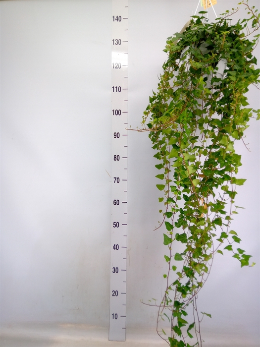 <h4>Hedera helix 'Anna'</h4>