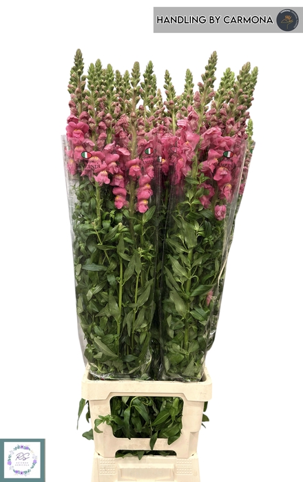 <h4>ANTIR POTO RED</h4>