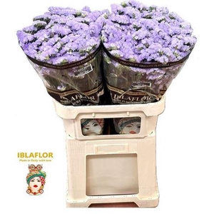 Lim S Atlanta Sun Birds