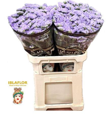 <h4>Lim S Atlanta Sun Birds</h4>