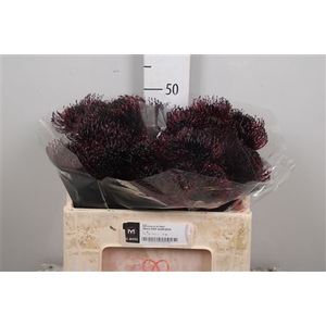 Leuco Klbh Aubergine