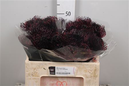 <h4>Leuco Klbh Aubergine</h4>