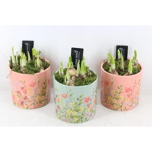 arr4 Narcis RN - Floral finesse rond