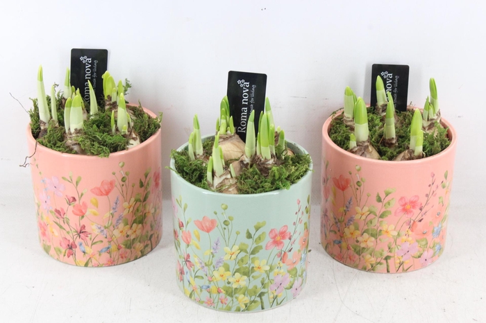 <h4>arr4 Narcis RN - Floral finesse rond</h4>