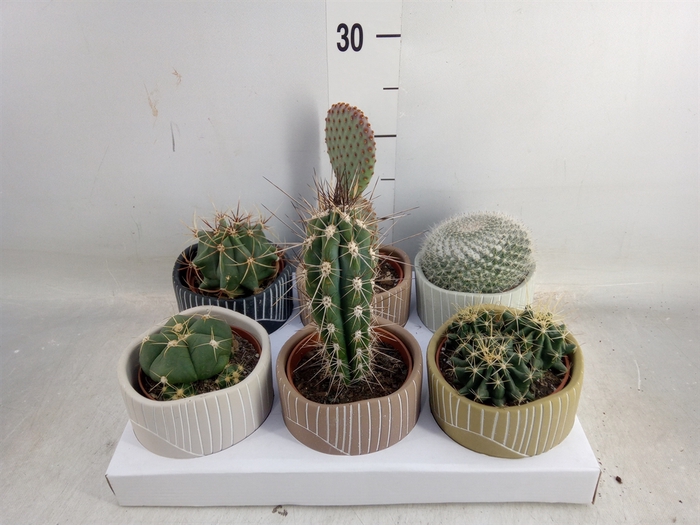 <h4>Cactus   ...</h4>