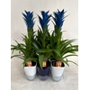 Guzmania Ocean Blue Luxe Keramiek BLUE & WHITE (Decorum)