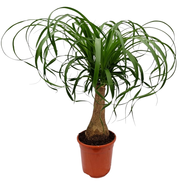 <h4>Beaucarnea 17 cm</h4>