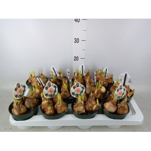 Narcissus DU 'My Story'