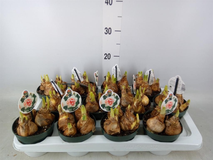 <h4>Narcissus DU 'My Story'</h4>