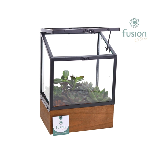 <h4>Greenhouse metaal met Succulenten</h4>