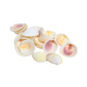 Shell Cardium 500g