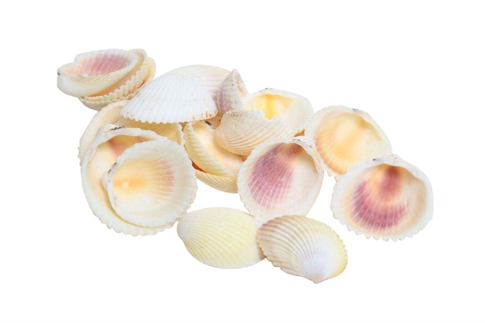 <h4>Shell Cardium 500g</h4>