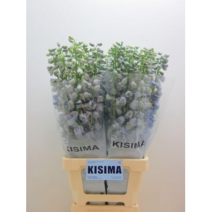 DELPH DU GUARD LAVEN