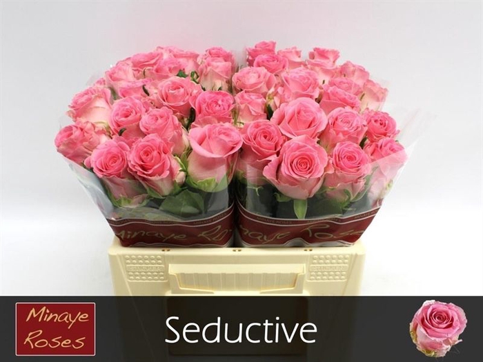 <h4>R GR SEDUCTIVE@</h4>