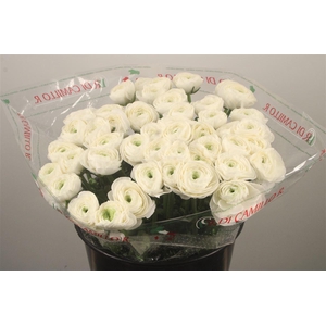 Ran.. Su Siberia Extra X25