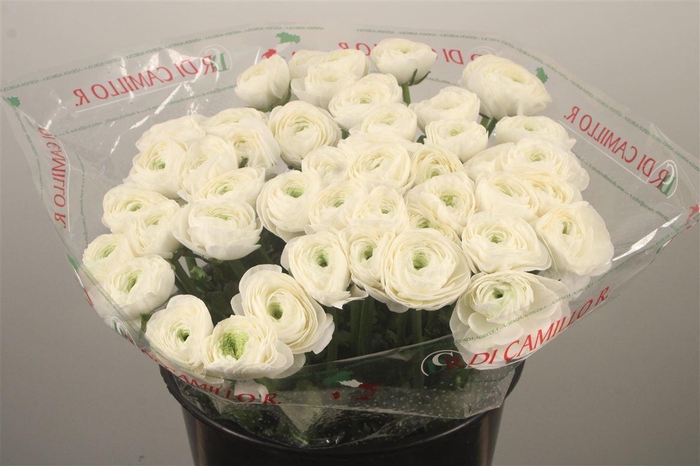 <h4>Ran.. Su Siberia Extra X25</h4>