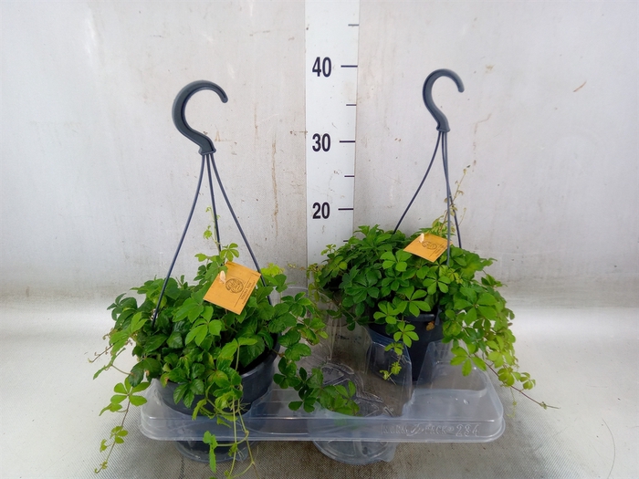 <h4>Parthenocissus  'Sugar Vine'</h4>