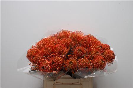 <h4>Leuco Sunrise</h4>