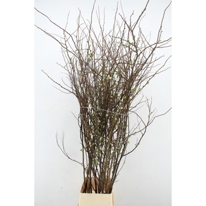 CHAENOMELES 'IVOOR' 180CM