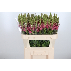 Antirrhinum Po Rose