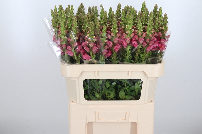 <h4>Antirrhinum Po Rose</h4>