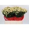 Hypericum Cool Romance