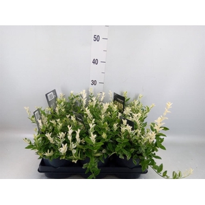 Euonymus fortunei 'Harlequin'