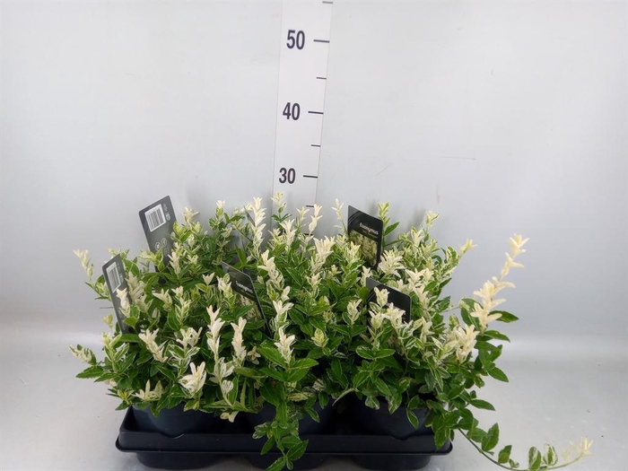 <h4>Euonymus fortunei 'Harlequin'</h4>