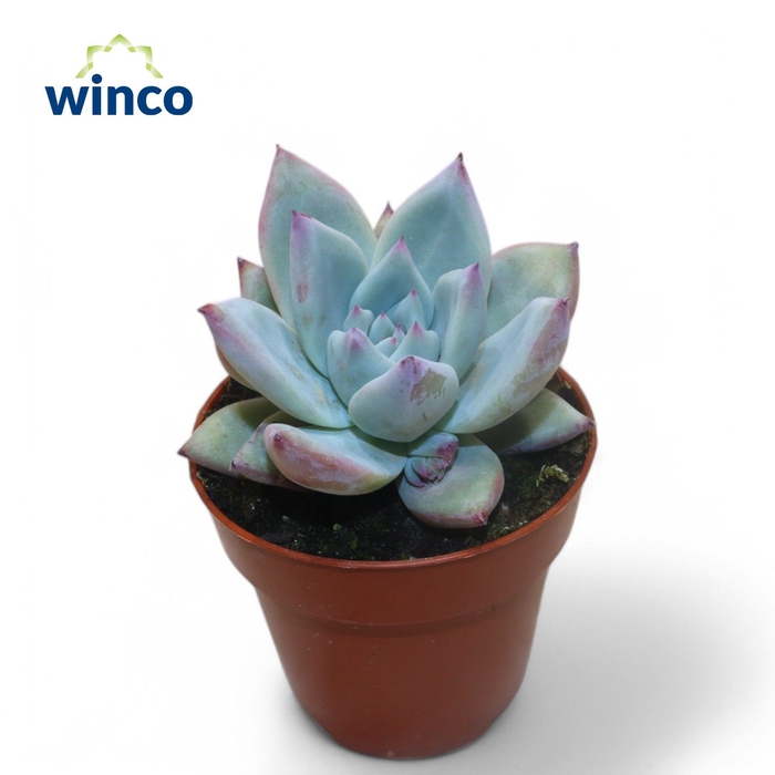 <h4>Echeveria Colorata Ice</h4>