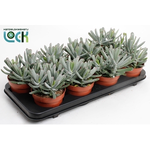 Cotyledon Octopus