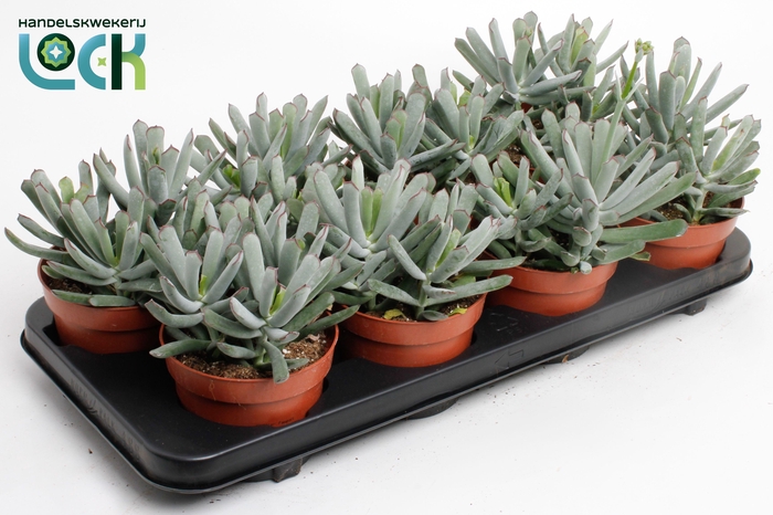 <h4>Cotyledon Octopus</h4>