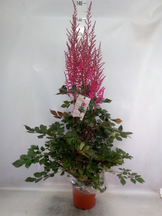 <h4>Astilbe  'Mighty Chocolate Cherry'</h4>