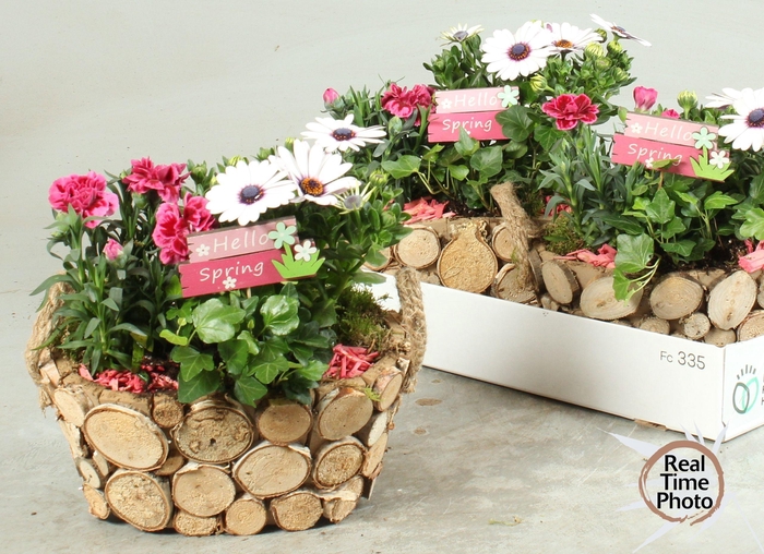 <h4>ARR TUINPLANTEN</h4>